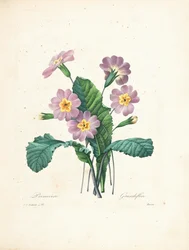 Pierwiosnek, wyryty przez Bessin, z "Choix des Plus Belles Fleurs et des Plus Beaux Fruits", tom II, 1827-33